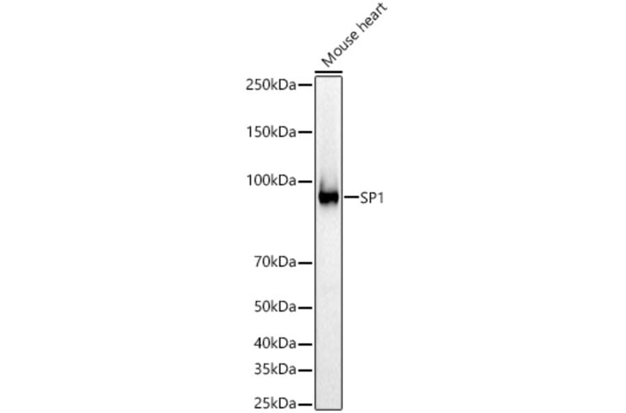 Western Blot - Anti-SP1 Antibody (A87879) - Antibodies.com