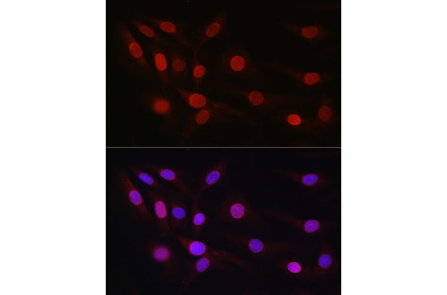 Immunofluorescence - Anti-SP1 Antibody (A87879) - Antibodies.com