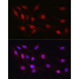 Immunofluorescence - Anti-SP1 Antibody (A87879) - Antibodies.com