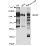 Western Blot - Anti-CDH8 Antibody (A14236) - Antibodies.com