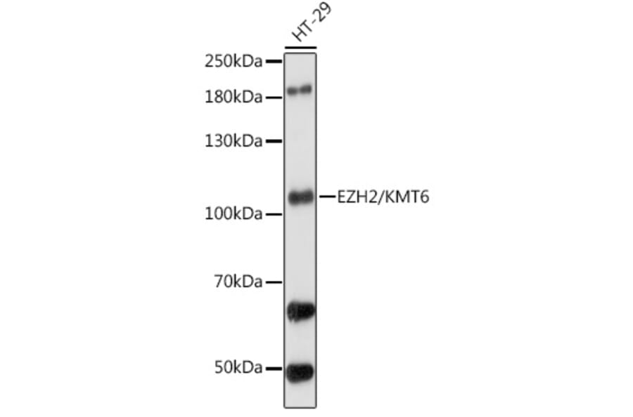 Western Blot - Anti-EZH2 Antibody (A87887) - Antibodies.com