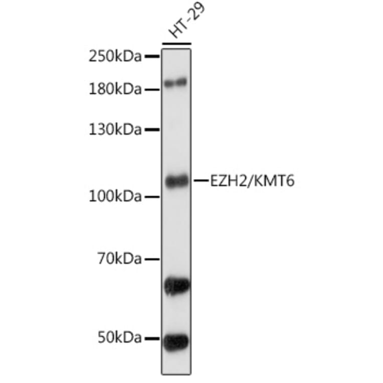 Western Blot - Anti-EZH2 Antibody (A87887) - Antibodies.com