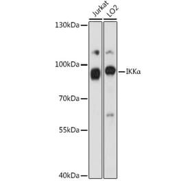 Western Blot - Anti-IKK alpha Antibody (A87888) - Antibodies.com