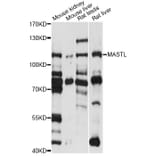 Western Blot - Anti-MASTL Antibody (A14294) - Antibodies.com