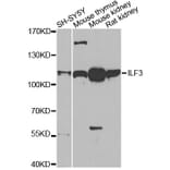 Western Blot - Anti-ILF3 Antibody (A14006) - Antibodies.com