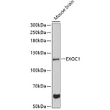 Western Blot - Anti-EXOC1 Antibody (A87895) - Antibodies.com