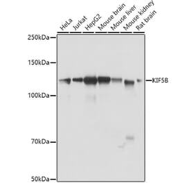 Western Blot - Anti-KIF5B Antibody (A87896) - Antibodies.com