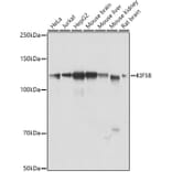 Western Blot - Anti-KIF5B Antibody (A87896) - Antibodies.com