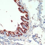 Immunohistochemistry - Anti-KIF5B Antibody (A87896) - Antibodies.com