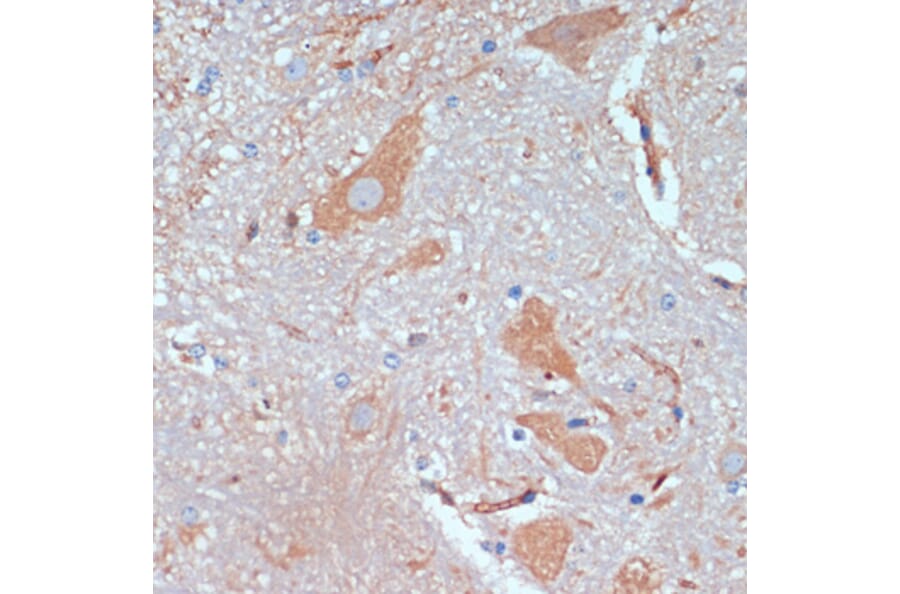 Immunohistochemistry - Anti-KIF5B Antibody (A87896) - Antibodies.com