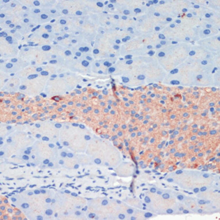 Immunohistochemistry - Anti-KIF5B Antibody (A87896) - Antibodies.com