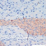 Immunohistochemistry - Anti-KIF5B Antibody (A87896) - Antibodies.com