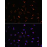 Immunofluorescence - Anti-KIF5B Antibody (A87896) - Antibodies.com