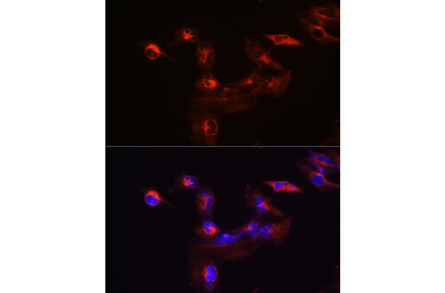 Immunofluorescence - Anti-KIF5B Antibody (A87896) - Antibodies.com