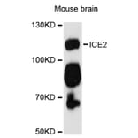 Western Blot - Anti-ICE2 Antibody (A12871) - Antibodies.com