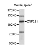 Western Blot - Anti-ZNF281 Antibody (A12650) - Antibodies.com