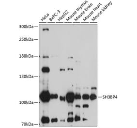 Western Blot - Anti-SH3BP4 Antibody (A87902) - Antibodies.com