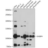 Western Blot - Anti-SH3BP4 Antibody (A87902) - Antibodies.com