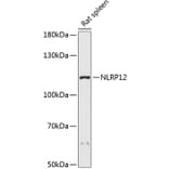 Western Blot - Anti-NALP12/NLRP12 Antibody (A87903) - Antibodies.com