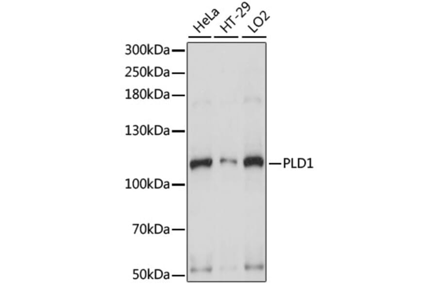 Western Blot - Anti-PLD1 Antibody (A15081) - Antibodies.com
