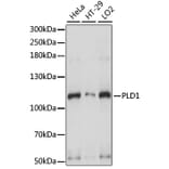 Western Blot - Anti-PLD1 Antibody (A15081) - Antibodies.com