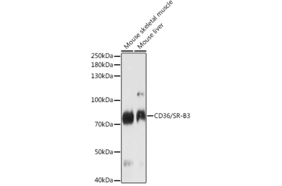 Western Blot - Anti-CD36 Antibody (A87906) - Antibodies.com