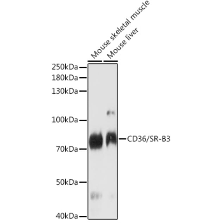 Western Blot - Anti-CD36 Antibody (A87906) - Antibodies.com