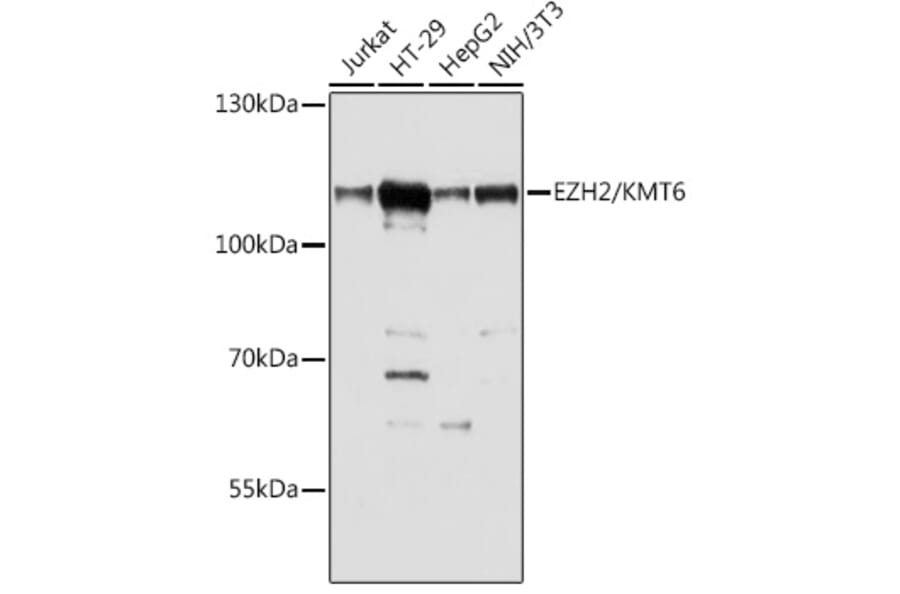 Western Blot - Anti-EZH2 Antibody (A87907) - Antibodies.com