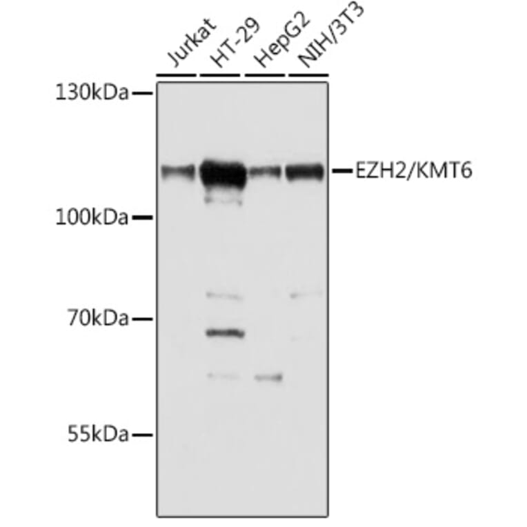 Western Blot - Anti-EZH2 Antibody (A87907) - Antibodies.com