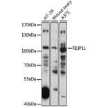 Western Blot - Anti-FILIP1L Antibody (A87908) - Antibodies.com