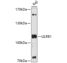 Western Blot - Anti-LILRB1 Antibody (A87909) - Antibodies.com