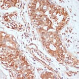 Immunohistochemistry - Anti-PTPRN2 Antibody (A87911) - Antibodies.com