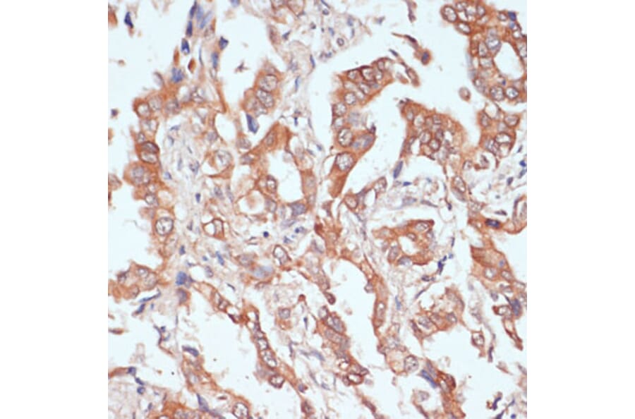 Immunohistochemistry - Anti-PTPRN2 Antibody (A87911) - Antibodies.com