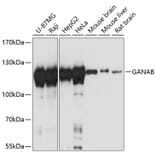 Western Blot - Anti-GANAB Antibody (A87912) - Antibodies.com