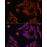 Immunofluorescence - Anti-GANAB Antibody (A87912) - Antibodies.com