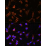 Immunofluorescence - Anti-GANAB Antibody (A87912) - Antibodies.com