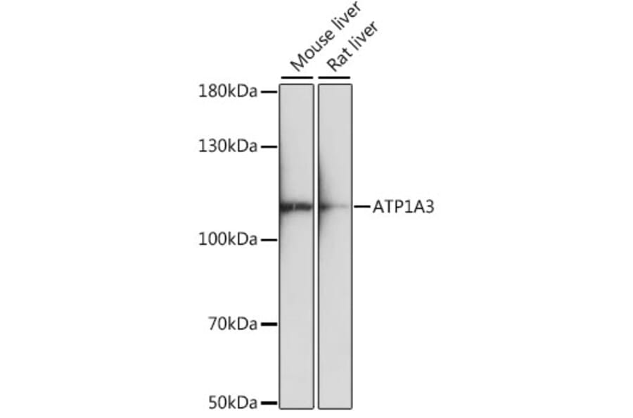Western Blot - Anti-ATP1A3 Antibody (A87913) - Antibodies.com
