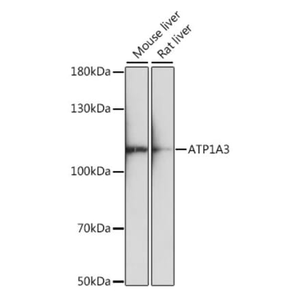 Western Blot - Anti-ATP1A3 Antibody (A87913) - Antibodies.com