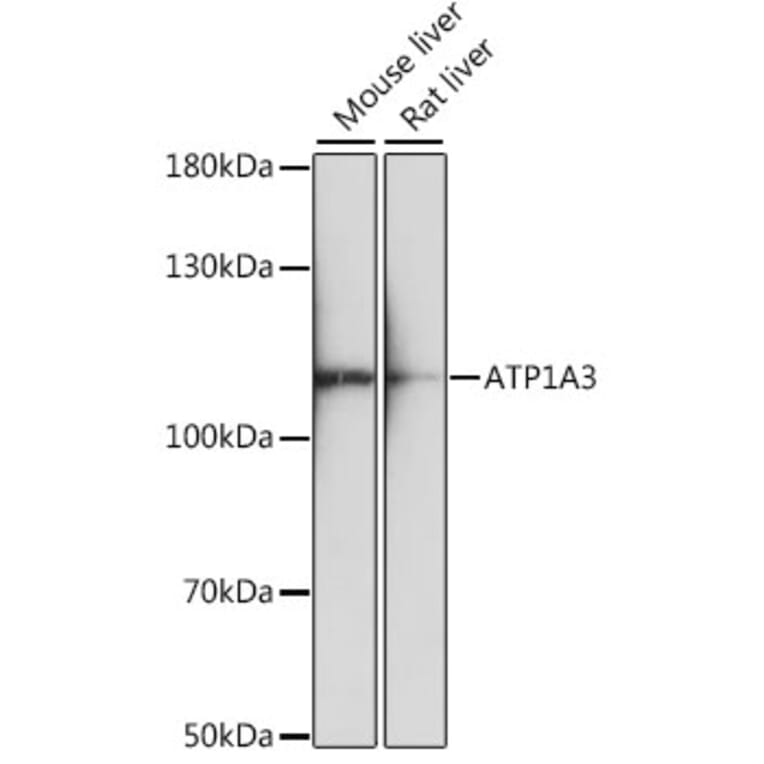 Western Blot - Anti-ATP1A3 Antibody (A87913) - Antibodies.com