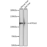 Western Blot - Anti-ATP1A3 Antibody (A87913) - Antibodies.com