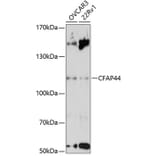 Western Blot - Anti-CFAP44 Antibody (A87915) - Antibodies.com