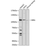 Western Blot - Anti-HIRA/HIR Antibody (A87916) - Antibodies.com