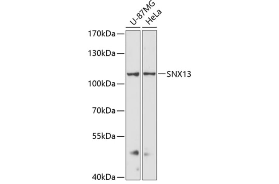 Western Blot - Anti-SNX13 Antibody (A87917) - Antibodies.com