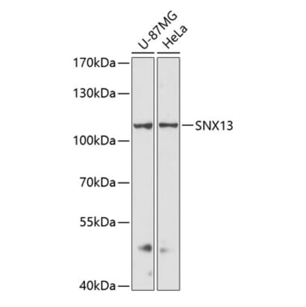 Western Blot - Anti-SNX13 Antibody (A87917) - Antibodies.com