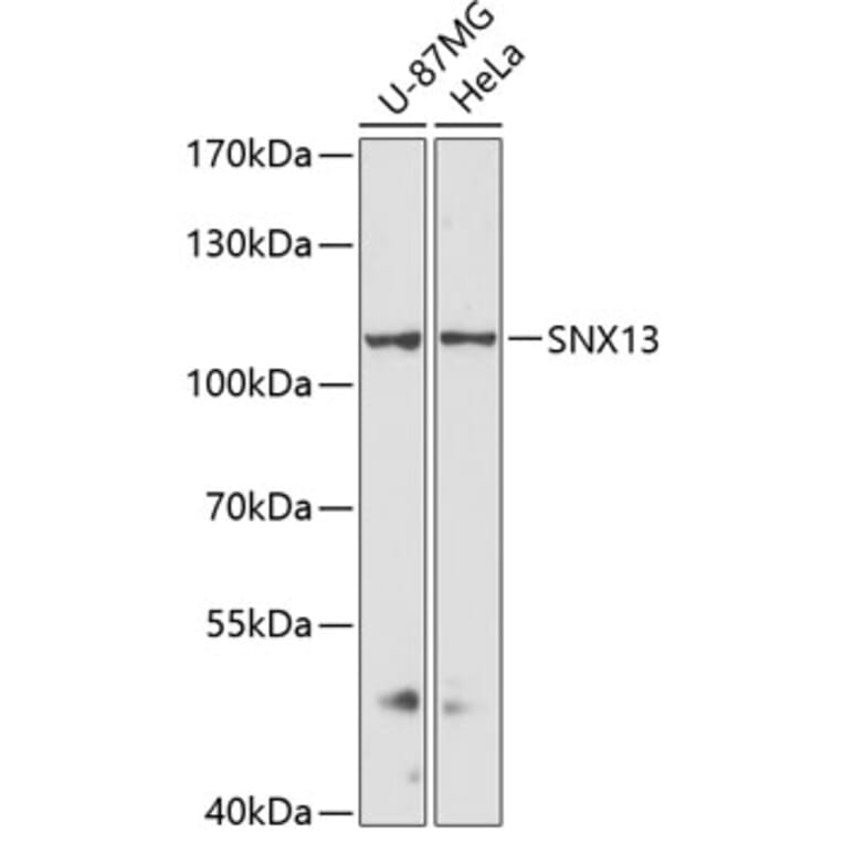 Western Blot - Anti-SNX13 Antibody (A87917) - Antibodies.com