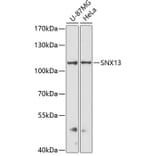 Western Blot - Anti-SNX13 Antibody (A87917) - Antibodies.com