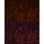 Immunofluorescence - Anti-SNX13 Antibody (A87917) - Antibodies.com