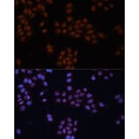 Immunofluorescence - Anti-TFII I Antibody (A87918) - Antibodies.com