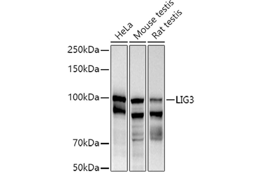 Western Blot - Anti-DNA Ligase III/LIG3 Antibody (A87920) - Antibodies.com