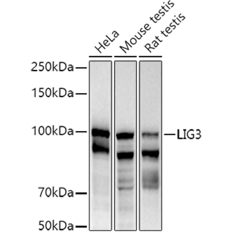 Western Blot - Anti-DNA Ligase III/LIG3 Antibody (A87920) - Antibodies.com